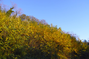 Fototapeta premium autumn foliage