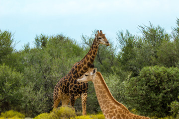 Giraffen in Südafrika
