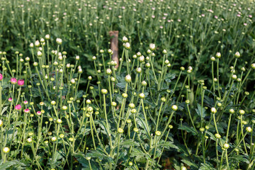 Obraz premium Young flower garden plant