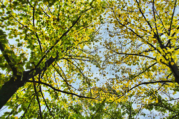 Fototapeta premium autumn foliage