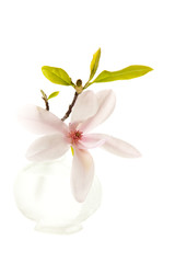 Naklejka na ściany i meble Spring Magnolia Blossom
