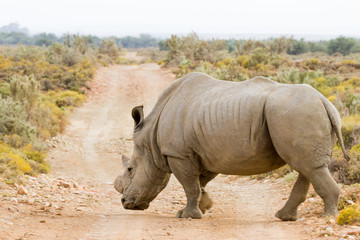 Rhino - ZA