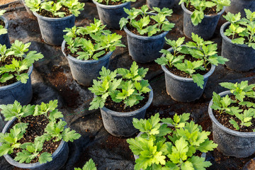 Young flower garden  plant