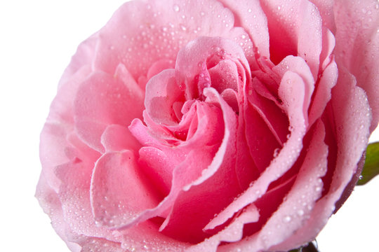 pink rose isolated