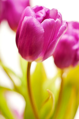 Purple Spring Tulips Isolated