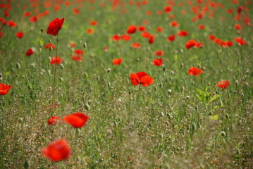 Poppy Field