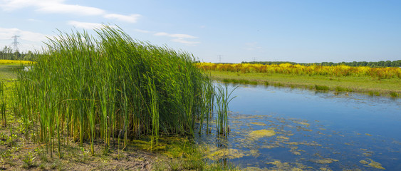 Wild flowers along the shore of a lake in summer 
