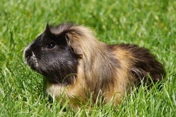 Guinea pig