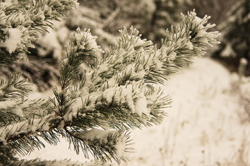 Las zimą. © boguslavus