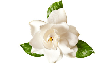 White Gardenia Blossom Isolated - 95943002