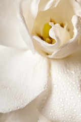 Fototapeta na wymiar White Gardenia Blossom Isolated