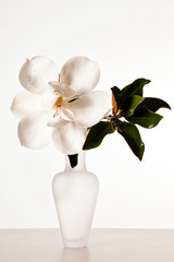 White Magnolia  Blossom
