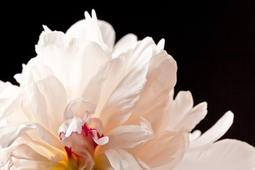 Peony Blossom isolated on a black background