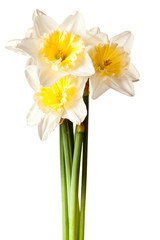 White Spring Daffodil Flower Bunch Isolated on White Background