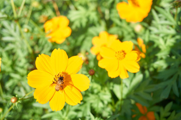 Bee collect pollen from yellow flower