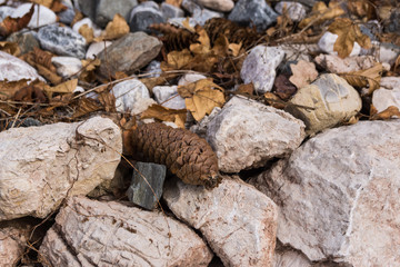 Herbstlaub