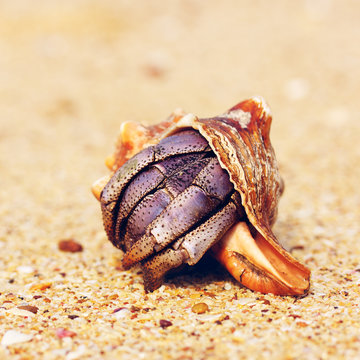 Hermit Crab On Beach