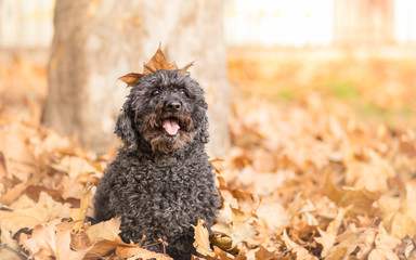 Hungarian shepherd dog Puli autumn portrait
