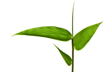 Bamboo Isolated on White Background