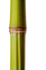 Bamboo Isolated on White Background