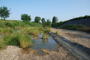Fototapeta na wymiar Grass in Partially Dried River Bed 