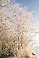 Obraz na płótnie Canvas Кроны деревьев в снегу в солнечный день зимой