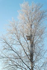 Fototapeta na wymiar Кроны деревьев в снегу в солнечный день зимой