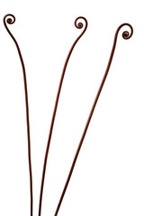 Fern Curl Isolated on White Background