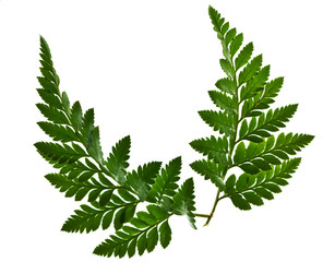 green fern leaf isolated - 95943629