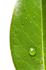 green leave and water droplet background