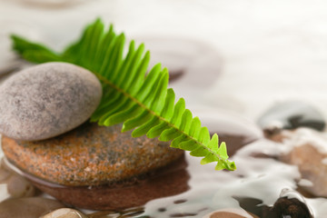 green fern with rocks in river