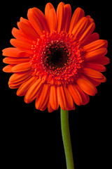 orange daisy