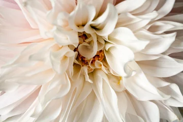 Foto op Plexiglas Dahlia Blossom background © Christine