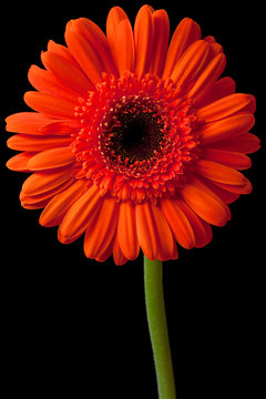 Orange Daisy