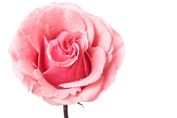 pink rose isolated - 95944033