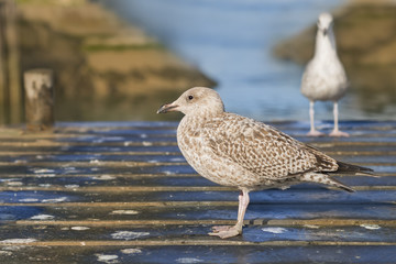Young herring gulls (Larus Argentatus) standing on a small wooden bridge