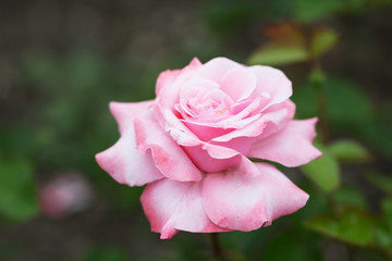 Beautiful pink rose against green foliage
