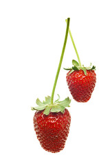 ripe red strawberries with stems and leaves isolated on white ba