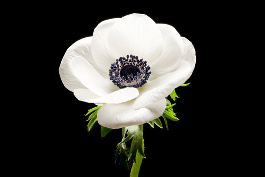 Black and White Anemone Isolated on a Black Background