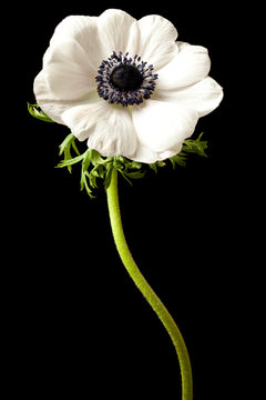 Fototapeta Black and White Anemone Isolated on a Black Background