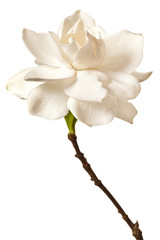 White Gardenia Blossom Isolated - 95944647