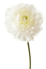 Ranunculus Isolated on a Pure White Background