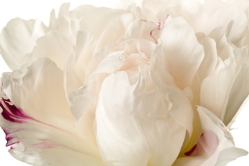 Obraz na płótnie Canvas Peony Blossom isolated on a white background