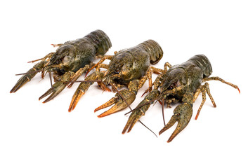 Three crayfish