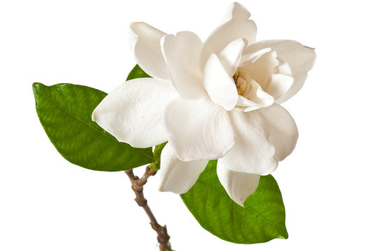 White Gardenia Blossom Isolated