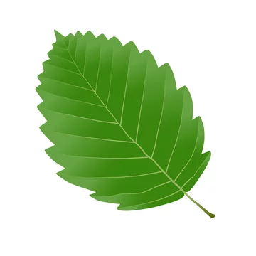alder leaf