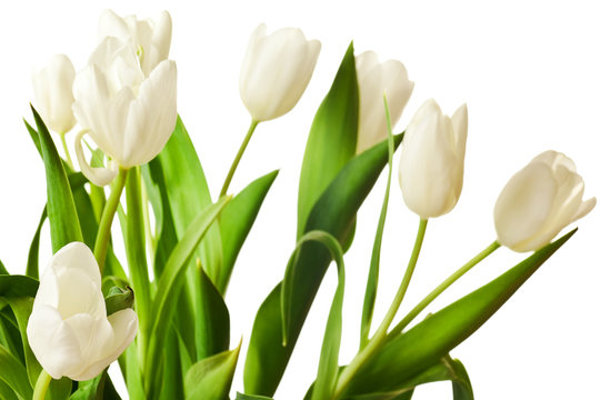 Spring Tulips in white