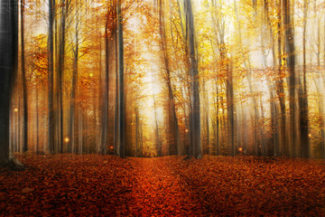 Panele Szklane  Magiczna droga w jesiennym lesie