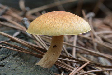Small poisonous mushrooms unusual