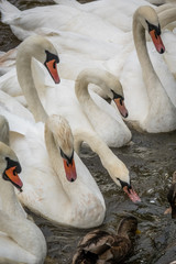 Flock of swans